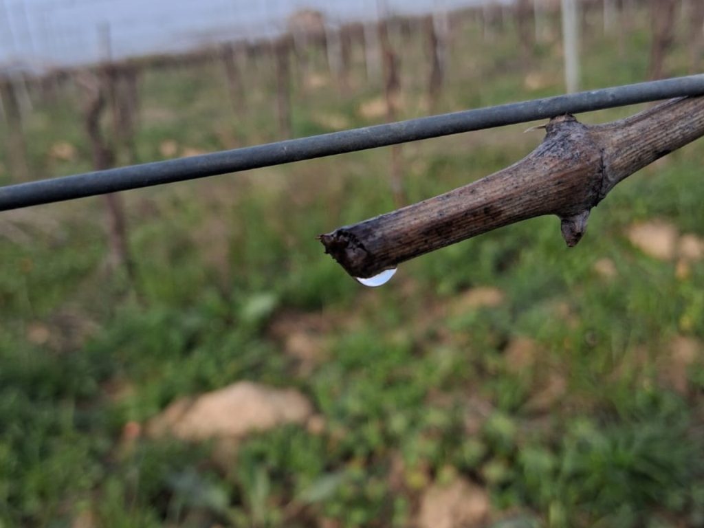 Ripresa ravvicinata di un tralcio di vite tagliato da cui spunta una goccia di linfa trasparente.