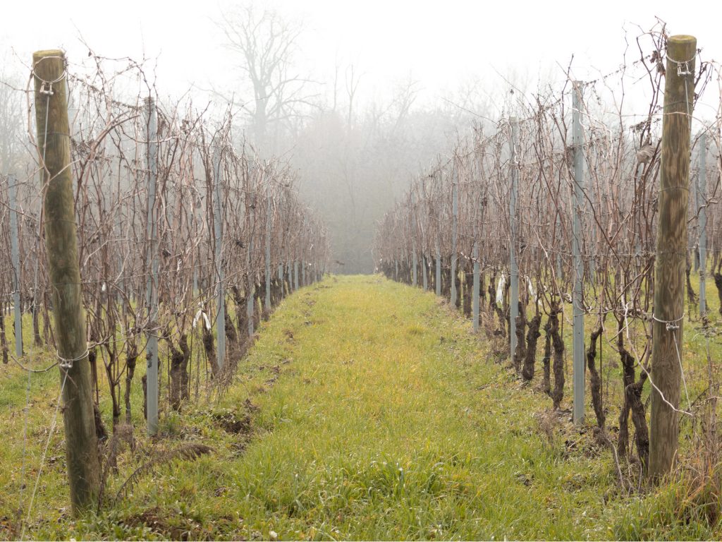 Uno scorcio del vigneto immerso in una leggera nebbiolina che si addensa sullo sfondo.