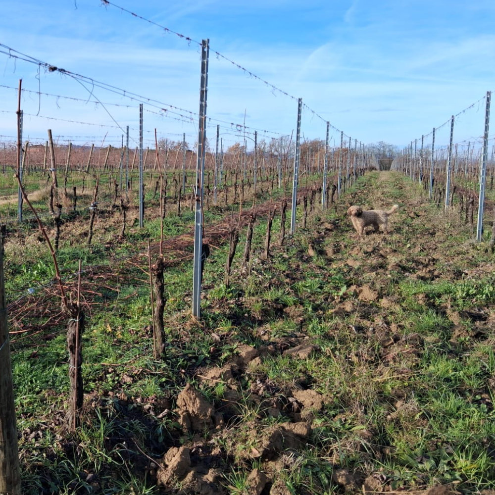 Molly tra le vigne