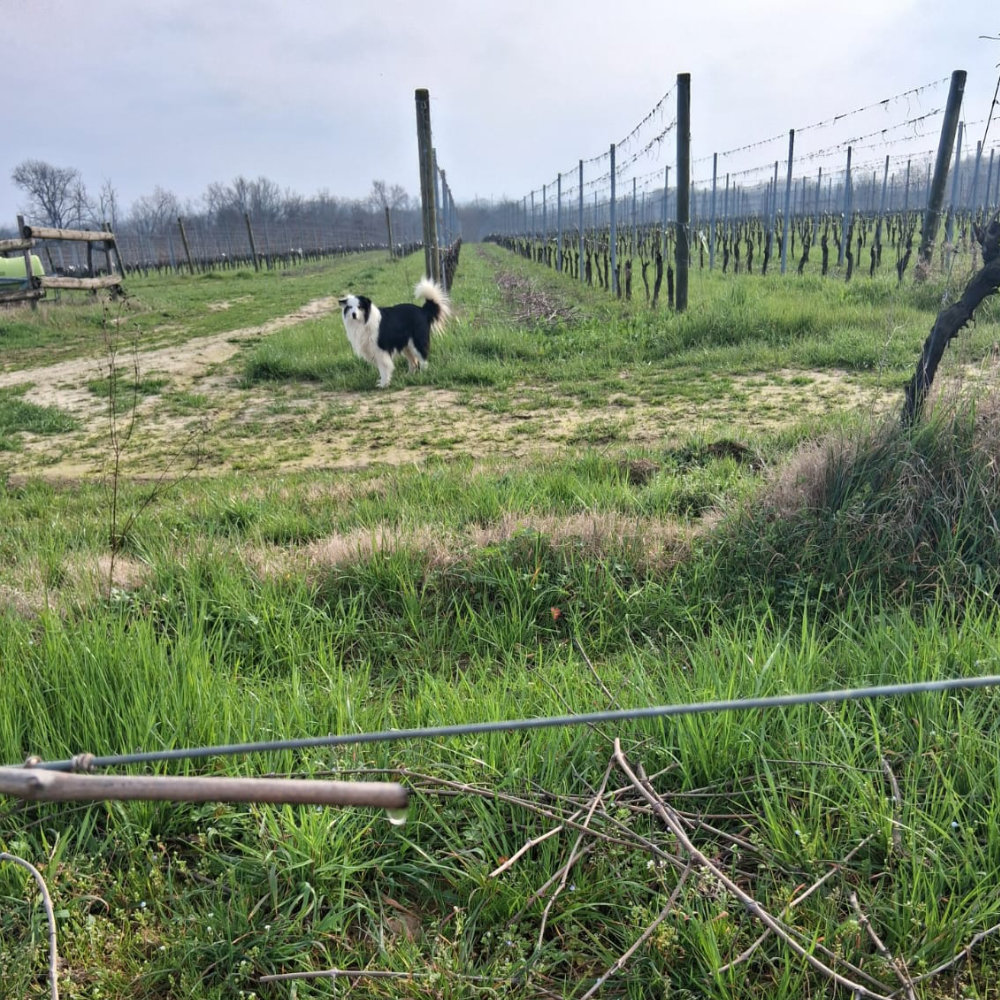 Cane bianco e nero