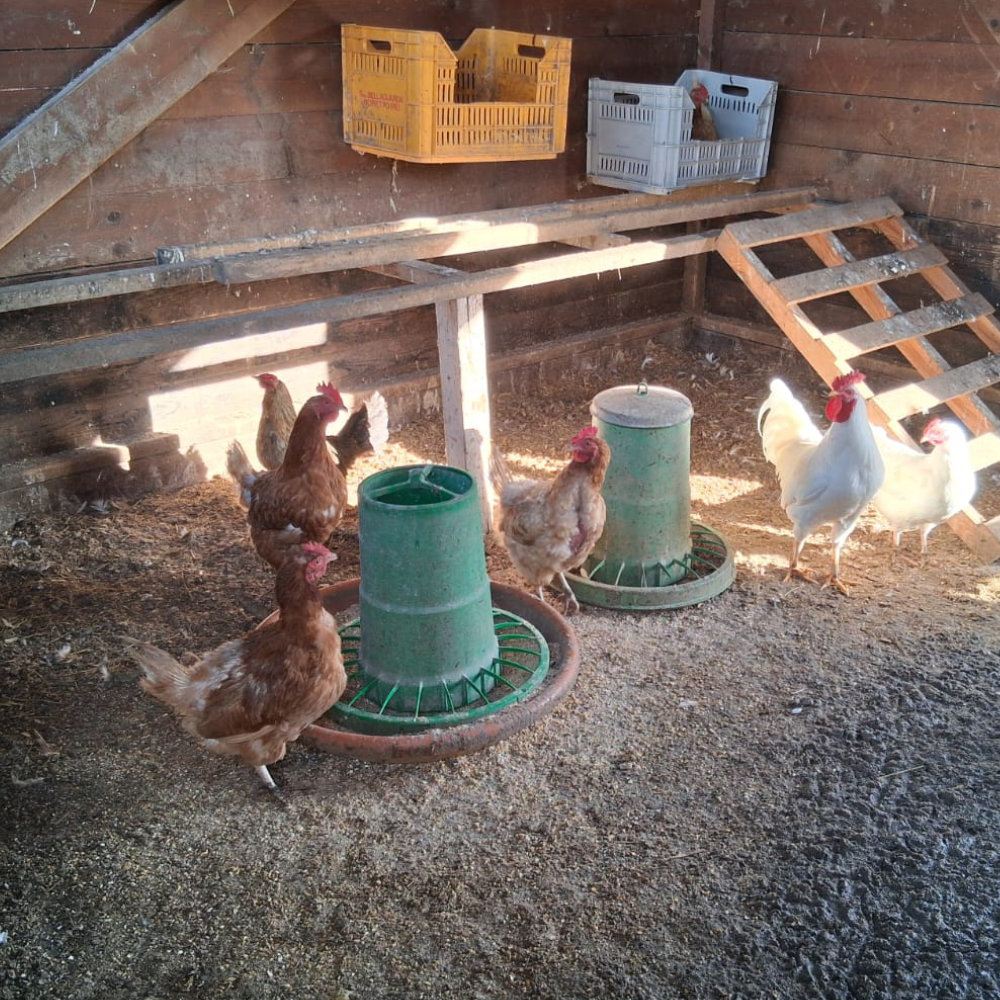 Galline nel pollaio