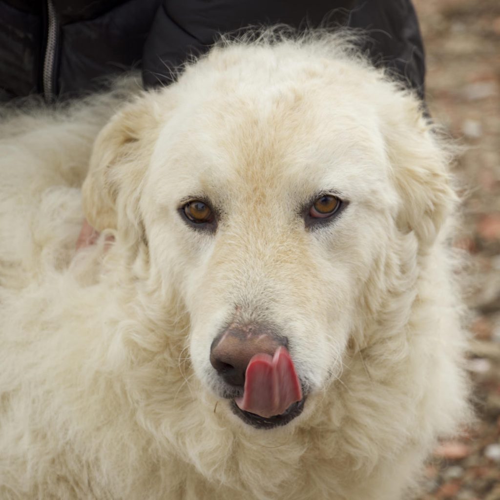 Il cane Baldo