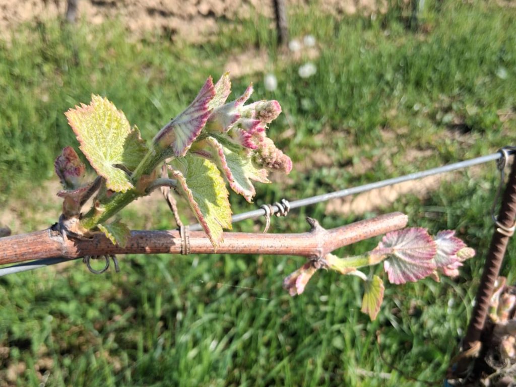 Ripresa ravvicinata di un tralcio di vite con cespi di foglie appena nate: piccole, verde chiaro con i bordi rosati e una leggera peluria.