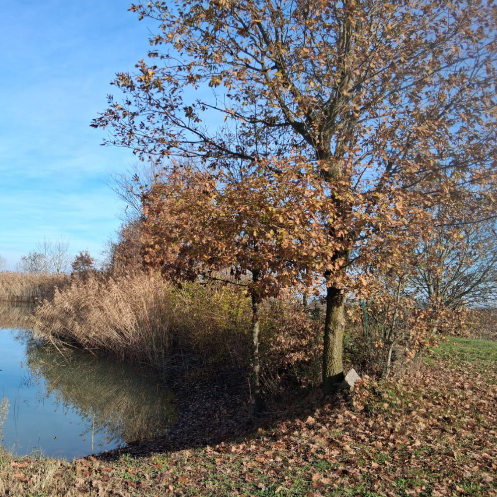 Scorcio del laghetto in autunno