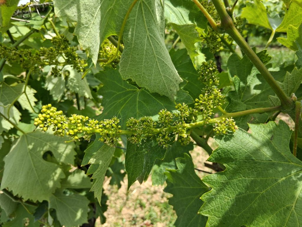 Inflorescenza della vite che spunta tra le foglie.