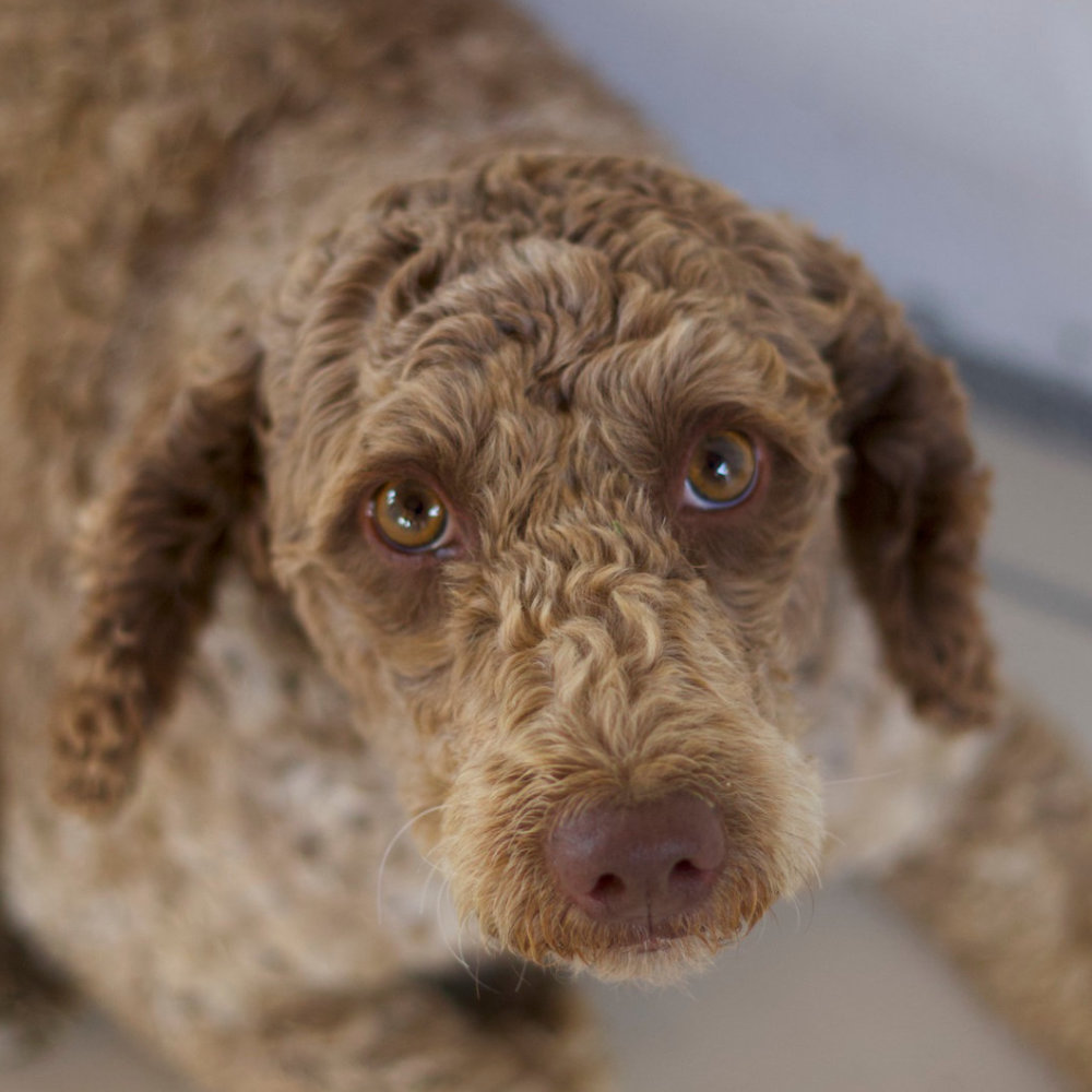 Il cane Molly